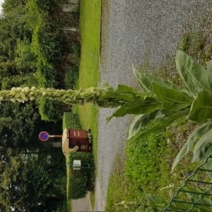 Photographie n°2202485 du taxon Verbascum thapsus L. [1753]