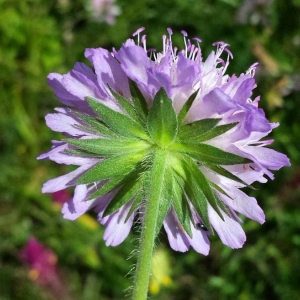 Photographie n°2202518 du taxon Knautia arvensis (L.) Coult. [1828]