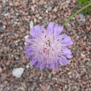 Photographie n°2202540 du taxon Knautia arvensis (L.) Coult. [1828]