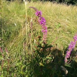 Photographie n°2202550 du taxon Lythrum salicaria L. [1753]