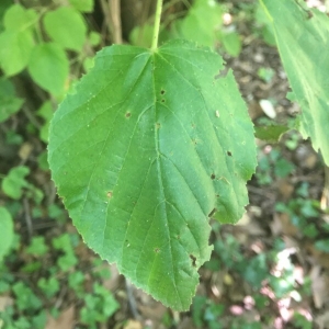 Photographie n°2202562 du taxon Tilia cordata Mill. [1768]