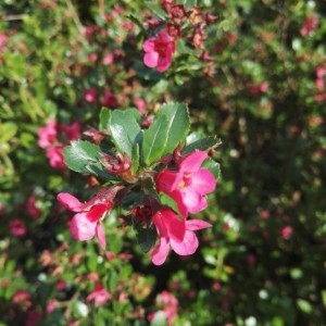 Photographie n°2202584 du taxon Escallonia rubra (Ruiz & Pav.) Pers. [1805]