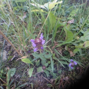 Photographie n°2202591 du taxon Prunella vulgaris L. [1753]