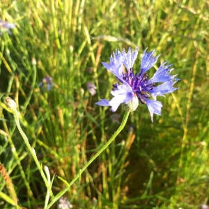 Photographie n°2202621 du taxon Cyanus segetum Hill [1762]