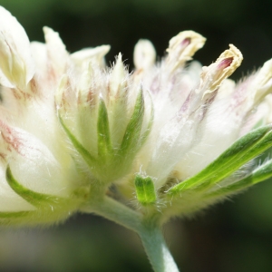 Anthyllis vulneraria proles alpestris (Kit.) Rouy (Anthyllide alpestre)