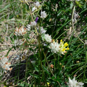 Photographie n°2202691 du taxon Anthyllis vulneraria L. [1753]