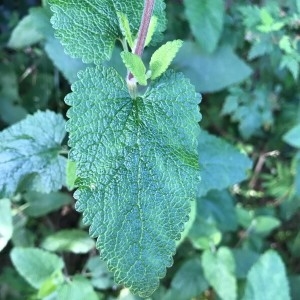 Photographie n°2202695 du taxon Teucrium scorodonia L. [1753]