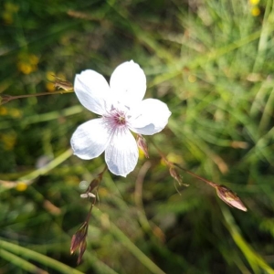 Photographie n°2202703 du taxon Linum tenuifolium L. [1753]