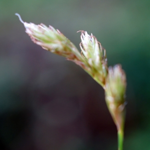 Photographie n°2202712 du taxon Carex ovalis Gooden. [1794]