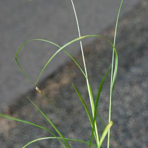 Photographie n°2202717 du taxon Carex ovalis Gooden. [1794]