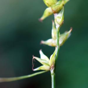 Photographie n°2202721 du taxon Carex echinata Murray [1770]