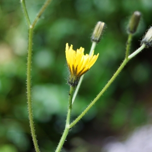 Photographie n°2202729 du taxon Crepis paludosa (L.) Moench [1794]