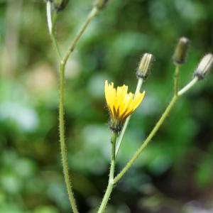 Photographie n°2202730 du taxon Crepis paludosa (L.) Moench [1794]