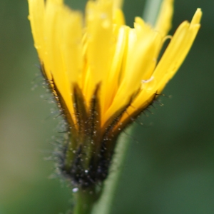 Photographie n°2202731 du taxon Crepis paludosa (L.) Moench [1794]