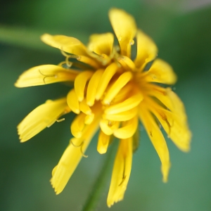 Photographie n°2202732 du taxon Crepis paludosa (L.) Moench [1794]