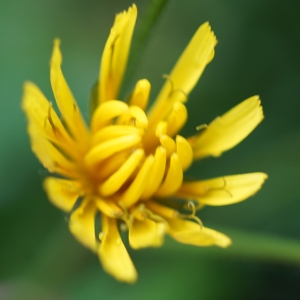 Photographie n°2202733 du taxon Crepis paludosa (L.) Moench [1794]