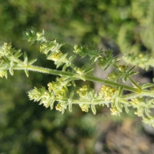 Photographie n°2202743 du taxon Galium maritimum L. [1767]