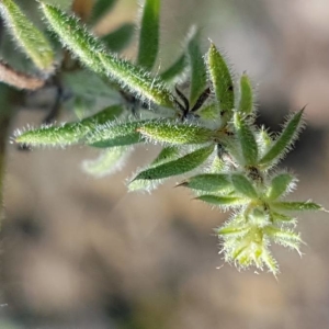 Photographie n°2202745 du taxon Galium maritimum L. [1767]