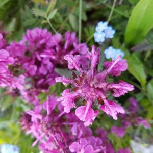 Photographie n°2202752 du taxon Pedicularis verticillata L. [1753]