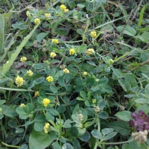 Photographie n°2202780 du taxon Medicago lupulina L. [1753]