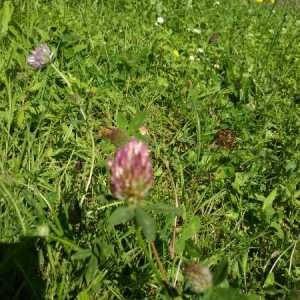 Photographie n°2202788 du taxon Trifolium pratense L. [1753]