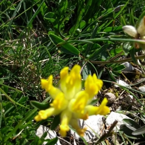 Photographie n°2202799 du taxon Anthyllis vulneraria L. [1753]