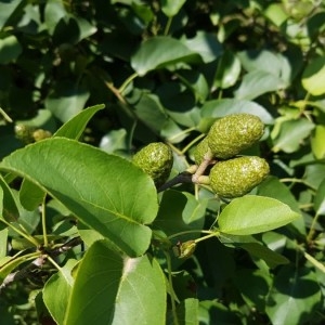 Photographie n°2202810 du taxon Alnus cordata (Loisel.) Duby [1828]