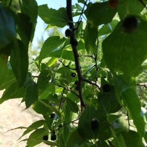 Photographie n°2202811 du taxon Celtis occidentalis L. [1753]