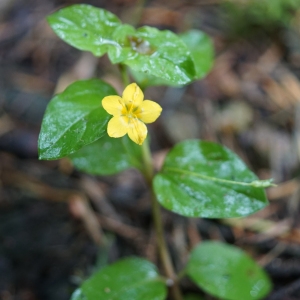 Photographie n°2202814 du taxon Lysimachia nemorum L. [1753]