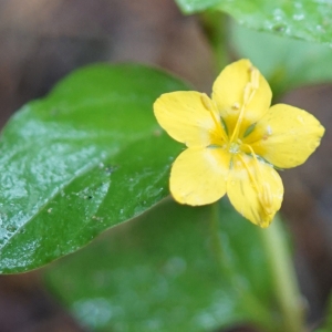 Photographie n°2202815 du taxon Lysimachia nemorum L. [1753]