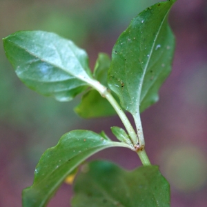 Photographie n°2202819 du taxon Lysimachia nemorum L. [1753]