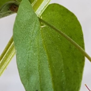 Photographie n°2202857 du taxon Lysimachia arvensis (L.) U.Manns & Anderb. [2009]