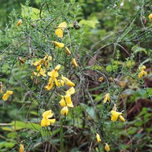 Photographie n°2202860 du taxon Cytisus scoparius (L.) Link [1822]