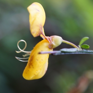 Photographie n°2202862 du taxon Cytisus scoparius (L.) Link [1822]