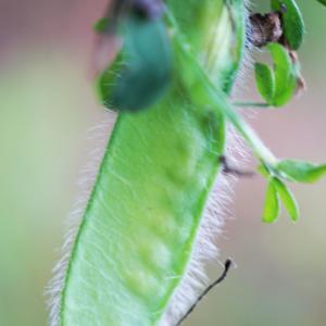 Photographie n°2202872 du taxon Cytisus scoparius (L.) Link [1822]