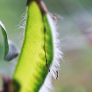 Photographie n°2202876 du taxon Cytisus scoparius (L.) Link [1822]