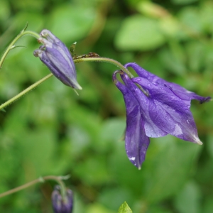 Photographie n°2202878 du taxon Aquilegia vulgaris L. [1753]