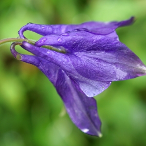 Photographie n°2202879 du taxon Aquilegia vulgaris L. [1753]