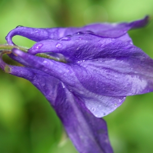 Photographie n°2202880 du taxon Aquilegia vulgaris L. [1753]