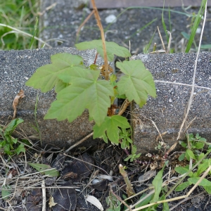 Photographie n°2202932 du taxon Acer pseudoplatanus L.