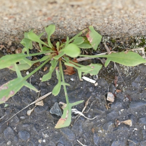 Photographie n°2202934 du taxon Rumex acetosella L. [1753]