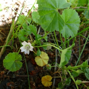 Photographie n°2202939 du taxon Malva neglecta Wallr.