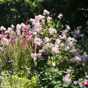  - Ceanothus L. [1753]