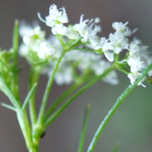 Photographie n°2203021 du taxon Bunium bulbocastanum L. [1753]