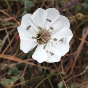 Photographie n°2203075 du taxon Silene uniflora Roth [1794]