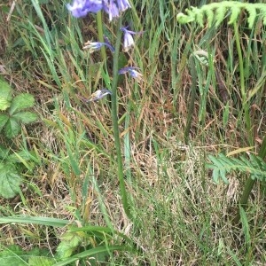 Photographie n°2203081 du taxon Hyacinthoides non-scripta (L.) Chouard ex Rothm. [1944]