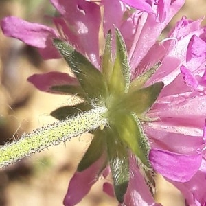 Photographie n°2203098 du taxon Knautia arvensis (L.) Coult. [1828]