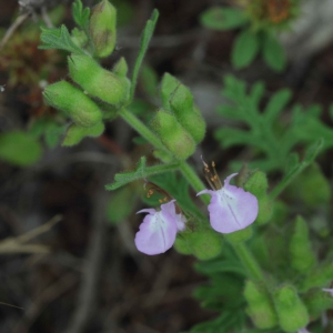 Photographie n°2203112 du taxon Teucrium botrys L. [1753]