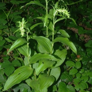 Photographie n°2203122 du taxon Epipactis helleborine (L.) Crantz [1769]