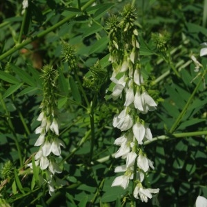 Photographie n°2203127 du taxon Galega officinalis L. [1753]